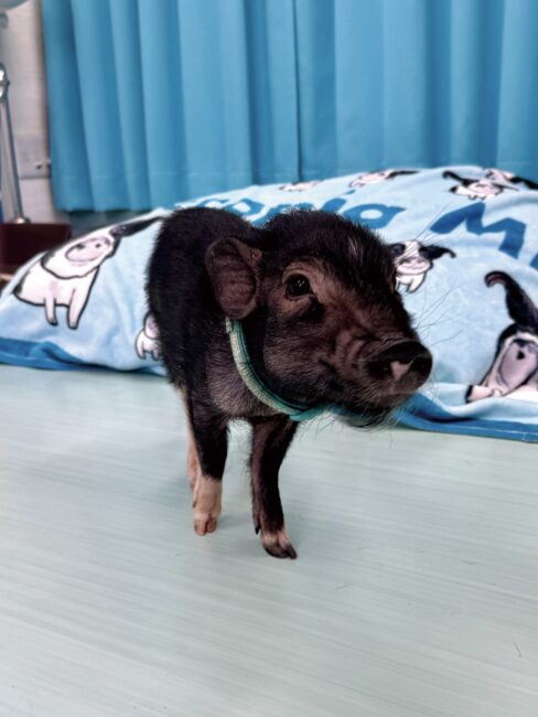 お迎えしやすい価格になりました】チークちゃん | マイクロブタの ...