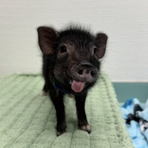 【お迎えしやすい価格になりました】リップちゃん