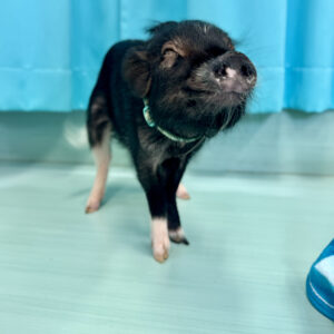 【お迎えしやすい価格になりました】チークちゃん