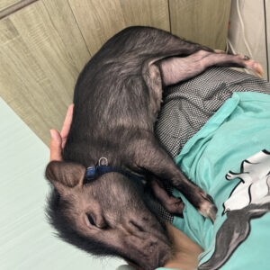 【お迎えしやすい価格になりました】リップちゃん