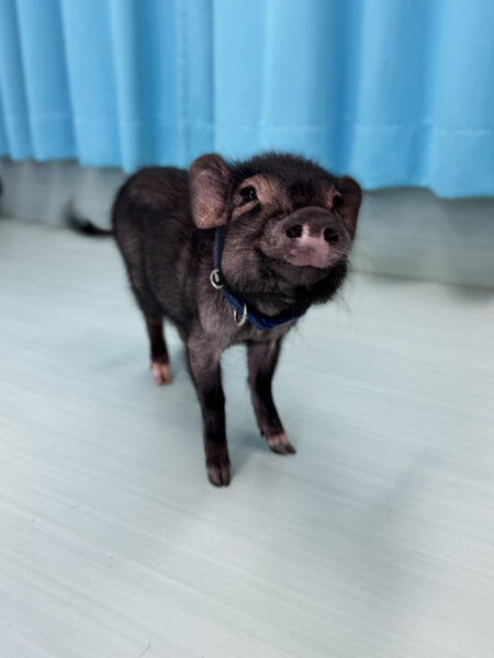 【お迎えしやすい価格になりました】リップちゃん