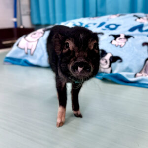 【お迎えしやすい価格になりました】チークちゃん