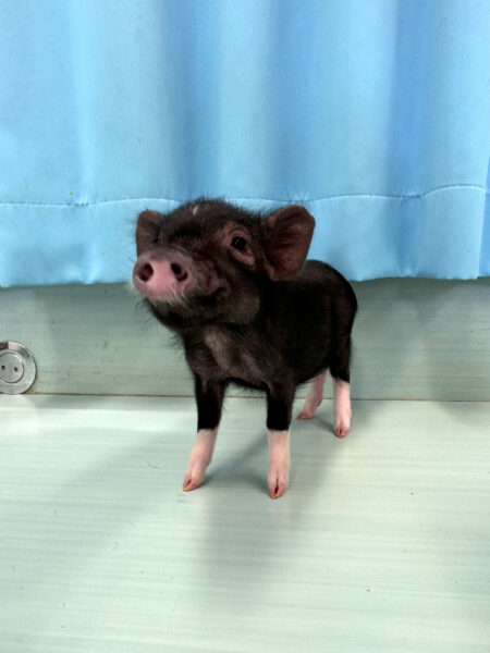 【お迎えしやすい価格になりました】あられちゃん