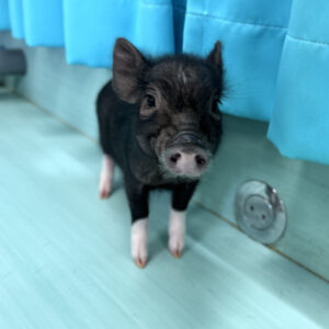 【お迎えしやすい価格になりました】あられちゃん