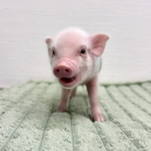 【抱っこ大好き】スズランくん