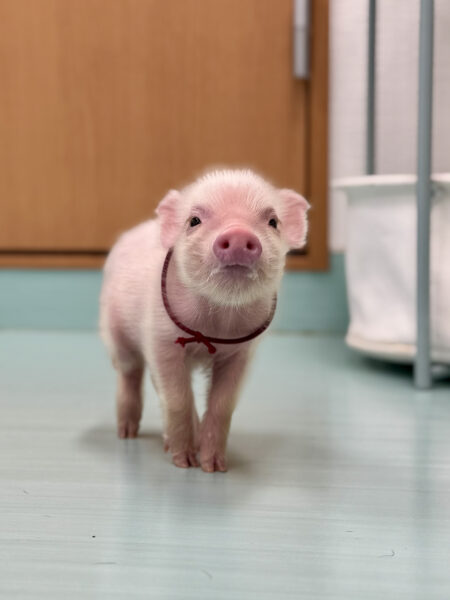 【のんびり穏やか】ぜんざいくん