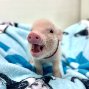 【のんびり穏やか】ぜんざいくん